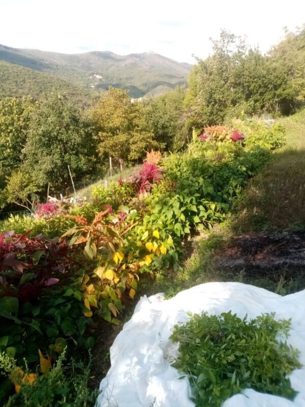 Basilic grand vert huile essentielle bio – Image 2
