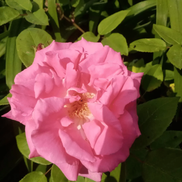 eau de rose (hydrolat de roses anciennes) – Image 6
