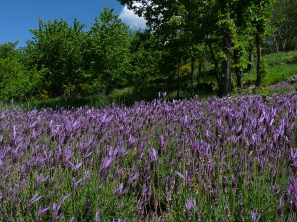 hydrolat bio demeter lavande stoecha direct petit producteur ardeche