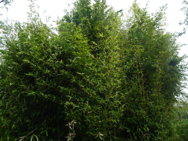 hydrolat de bambou bio demeter direct petit producteur ardeche