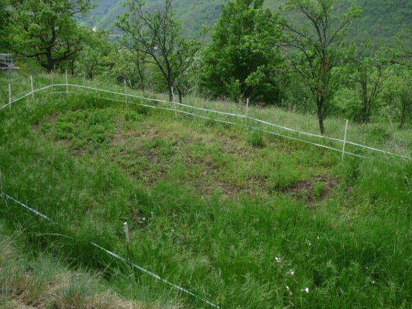 hydrolat camomille matricaire bio demeter direct petit producteur ardeche