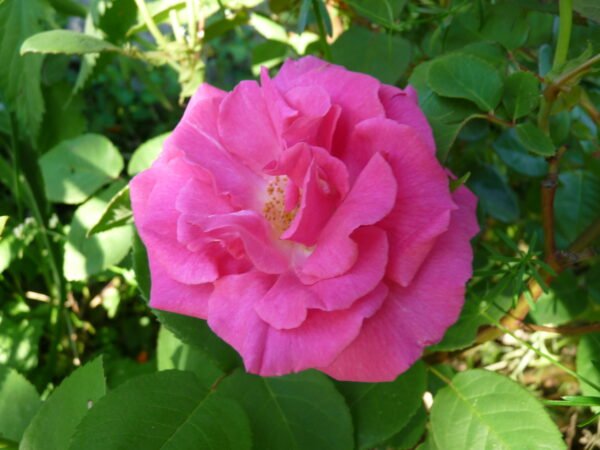 eau de rose (hydrolat de roses anciennes) – Image 4