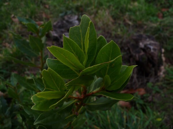 Laurier noble hydrolat bio demeter
