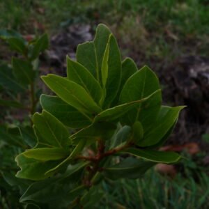 laurier noble, huile essentielle bio, 5ml