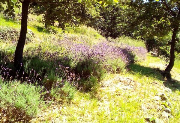 hydrolat de lavande angustifolia bio demeter direct petit producteur ardeche