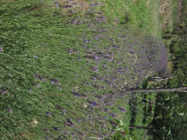 lavande angustifolia hydrolat bio – Image 3