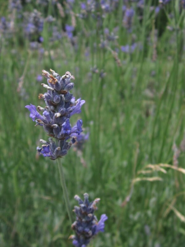 lavande angustifolia hydrolat bio – Image 4