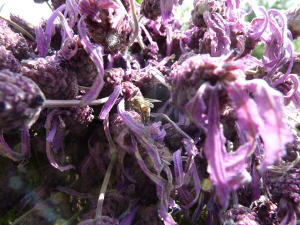 Lavande Stoechas hydrolat bio – Image 2