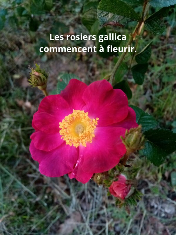 eau de rose (hydrolat de roses anciennes) – Image 7
