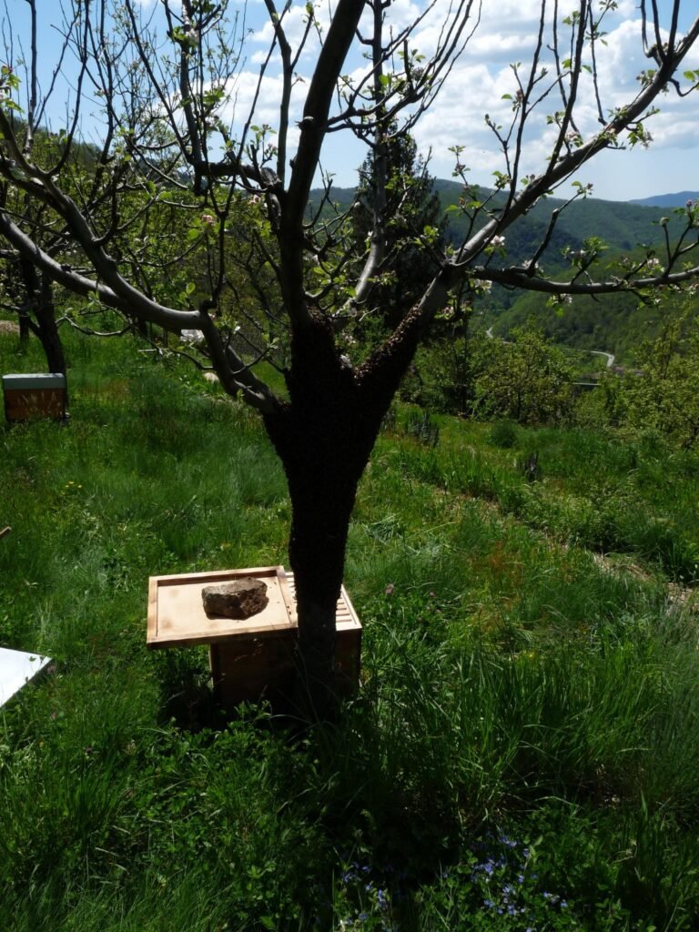 rucher miel hydrolats huiles essentielles biodynamiques demeter direct petit producteur ardeche