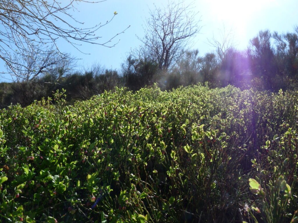 myrtille sauvage d'ardeche bio demete
