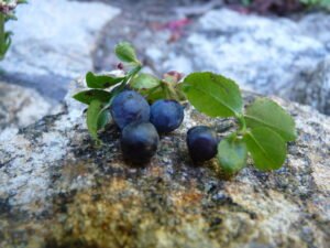 myrtille sauvage d'ardeche bio demeter